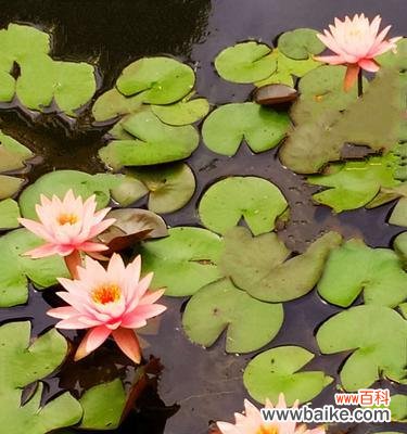 唤醒沉睡的梦想，展现内心的坚韧与自由 睡莲的花语