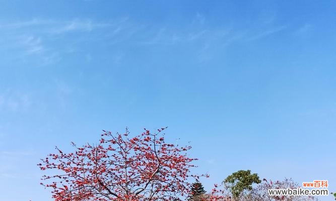 探索木棉花所传达的美丽和力量 木棉花语的含义及象征