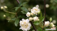 探寻木香花的花语 木香花的花语及其象征意义