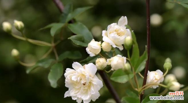 探寻木香花的花语 木香花的花语及其象征意义