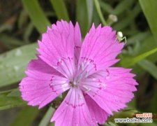 探寻欧石楠花语的深意 以欧石楠的花语