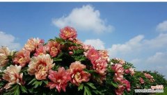 一段追寻内心宁静的旅程 蓬径之美