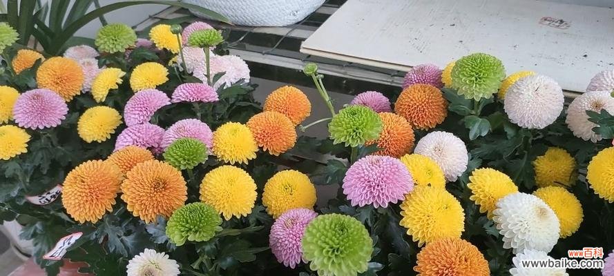 探寻乒乓菊花的含义 乒乓菊的花语