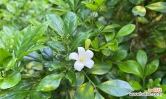 探寻七里香花所传递的情感与祝福 七里香的花语与意义