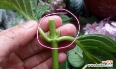 探索繁衍绿色生命的秘密——以扦插苗的培育技术 以扦插苗的培育与繁殖技术