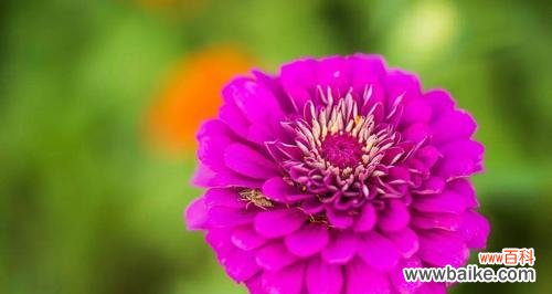 千日红花语的深刻寓意 千日红的花语-美丽与坚韧的象征