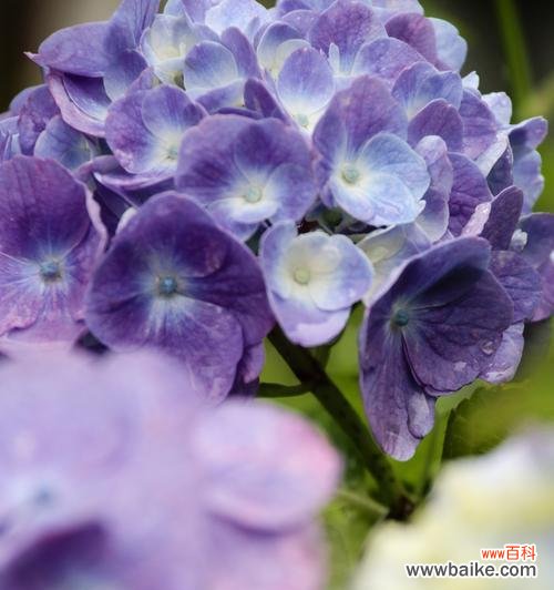 紫罗兰作为礼物的花语含义?