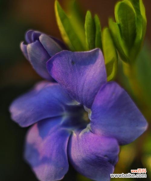 紫罗兰作为礼物的花语含义?