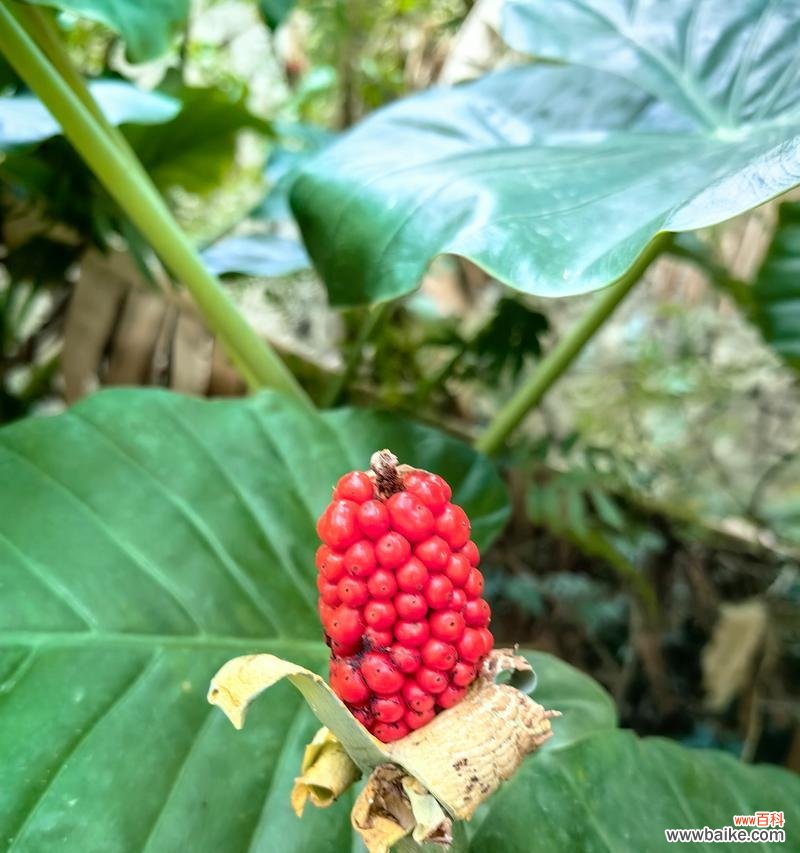 海芋的花语代表了什么?它在花语中通常象征着什么?