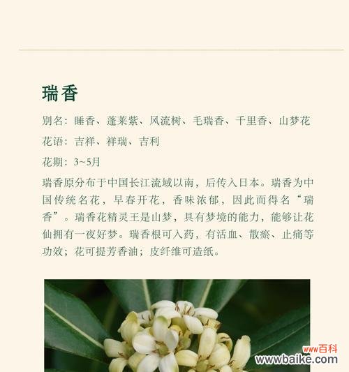 海芋的花语代表了什么?它在花语中通常象征着什么?