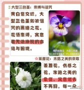 彼岸花的两种花语分别代表什么？