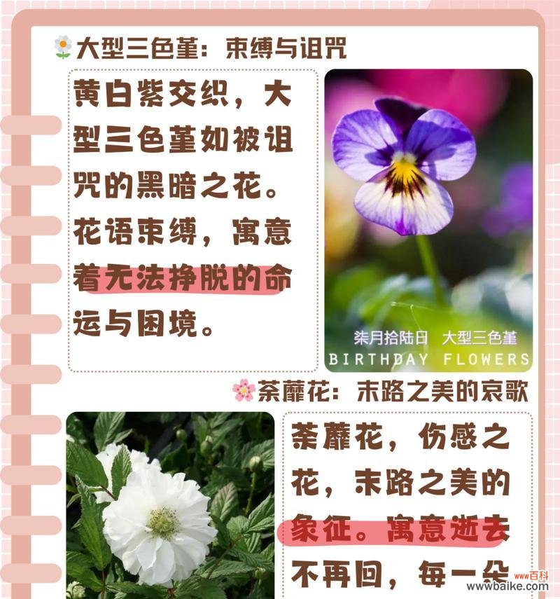彼岸花的两种花语分别代表什么？