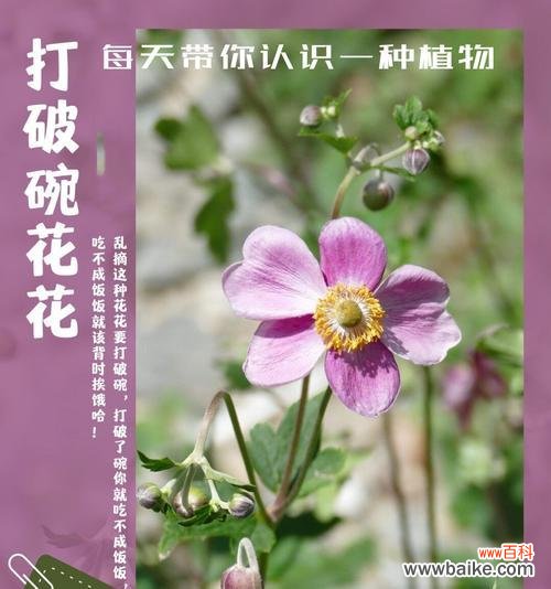 几种野花的花语分别代表什么？