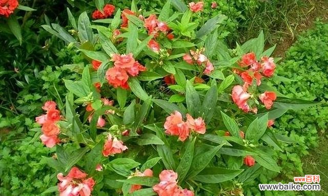 几种野花的花语分别代表什么？