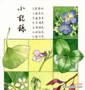几种野花的花语分别代表什么？