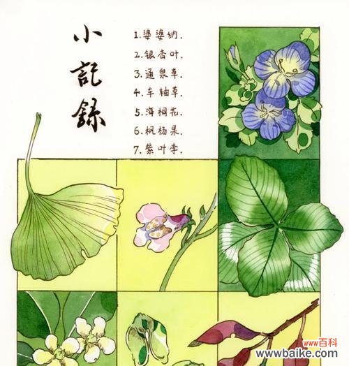 几种野花的花语分别代表什么？