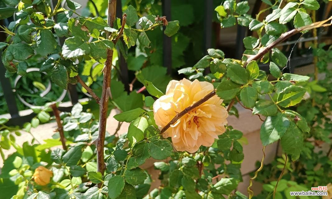 蒸制绿色玫瑰花的寓意是什么?绿色玫瑰花有何特别之处?