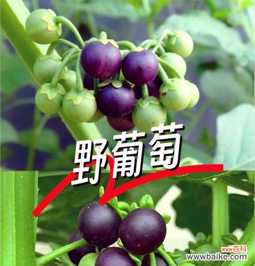 蒸制绿色玫瑰花的寓意是什么?绿色玫瑰花有何特别之处?