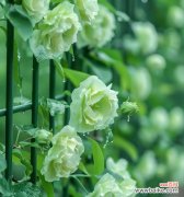 蒸制绿色玫瑰花的寓意是什么？绿色玫瑰花有何特别之处？