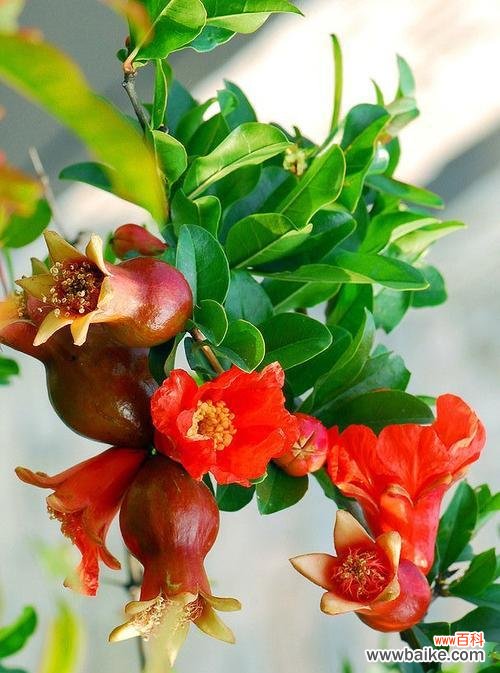 十四只花的花语代表什么?