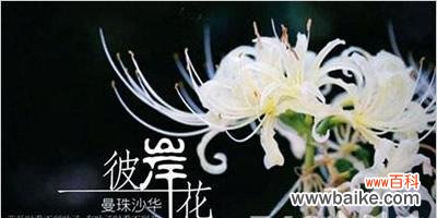 十四只花的花语代表什么?