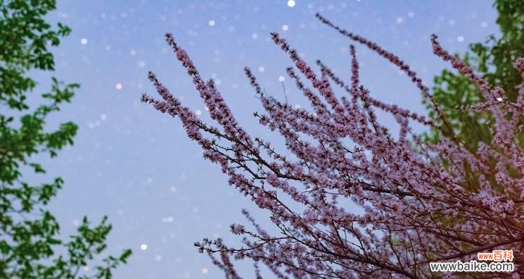 大蒜在花语中代表什么？它有特殊的含义吗？