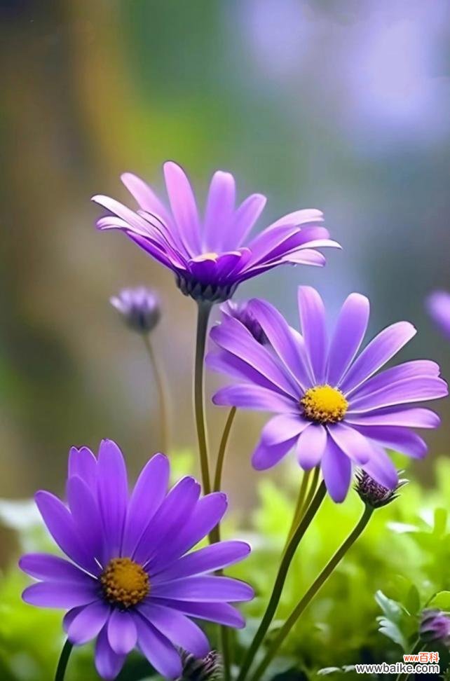 小雏菊代表了什么？小雏菊的花语有哪些？