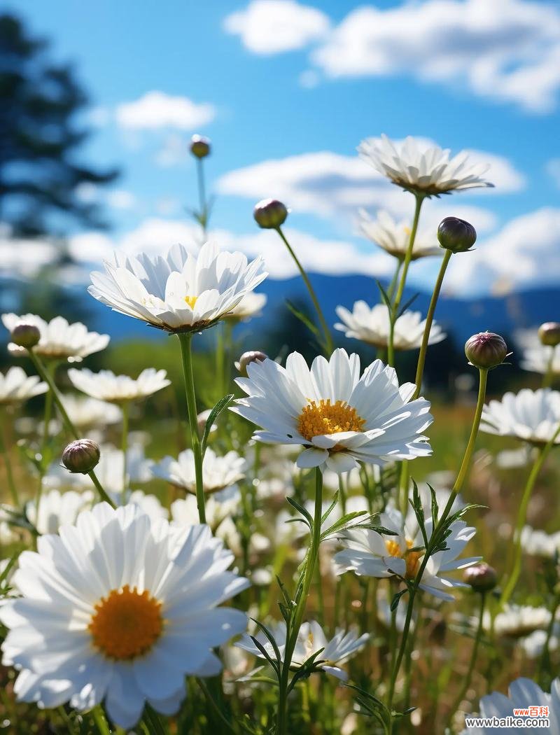 小雏菊代表了什么？小雏菊的花语有哪些？