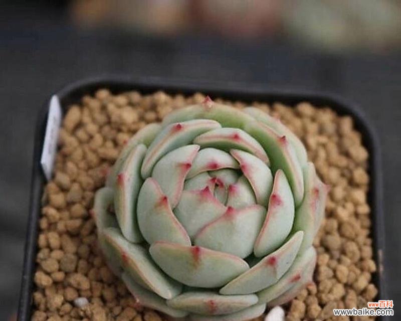 多肉石莲花的花语是什么？它象征着什么？