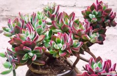 多肉石莲花的花语是什么？它象征着什么？