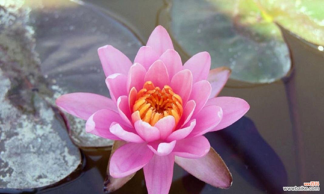 以睡莲为主题的花语和寓意详解 睡莲花语与寓意