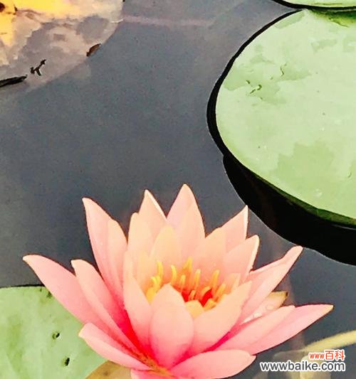 睡莲花语的美丽之谜 睡莲花语的意义与传承