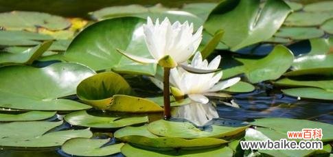 睡莲花语的美丽之谜 睡莲花语的意义与传承