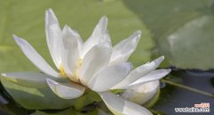 睡莲的花语和象征意义揭示人生的美好与挑战 睡莲