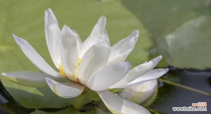 睡莲的花语和象征意义揭示人生的美好与挑战 睡莲