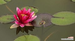 揭开睡莲背后的隐藏意义，品味自然之美 睡莲的花语与寓意解读