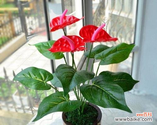 四季最有代表性的花盛放,惊艳大地 四季花开,繁花代表