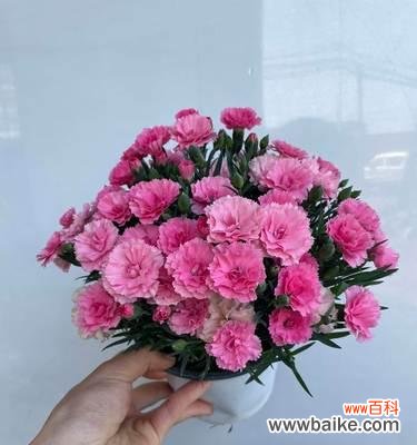 四季最有代表性的花盛放,惊艳大地 四季花开,繁花代表