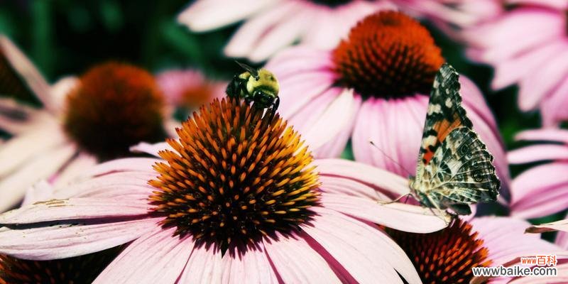 四季最有代表性的花盛放,惊艳大地 四季花开,繁花代表