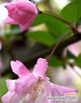 探秘四季海棠的神秘之美与象征意义 四季海棠花语的传达与意义