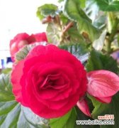 探秘四季海棠的神秘之美与象征意义 四季海棠花语的传达与意义