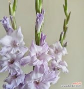 探寻唐菖蒲花语的深意 四大切花唐菖蒲的花语与寓意