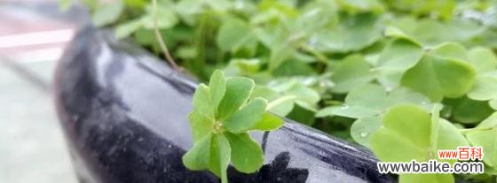 寻找幸运的秘密——四叶草解密 四叶草的意义与象征