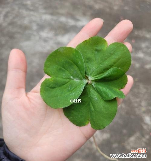 寻找幸运的秘密——四叶草解密 四叶草的意义与象征