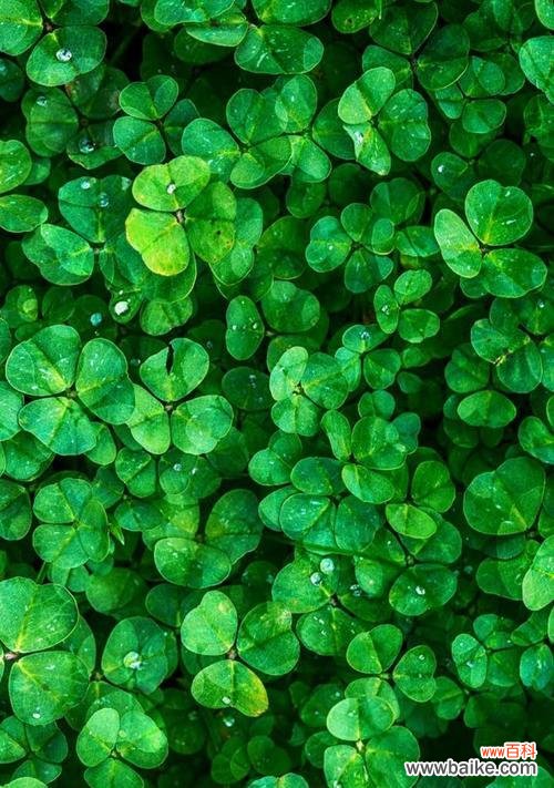 寻找幸运的秘密——四叶草解密 四叶草的意义与象征