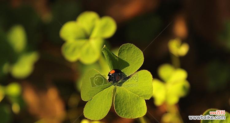 四叶草象征着什么?揭秘四叶草的爱情寓意 四叶草的爱情寓意——幸运与永恒的爱