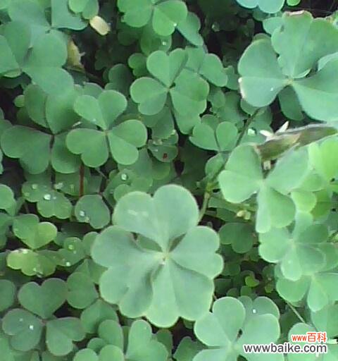 四叶草象征着什么?揭秘四叶草的爱情寓意 四叶草的爱情寓意——幸运与永恒的爱