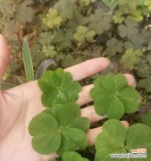 幸运与希望的代表——四叶草 四叶草的寓意与象征