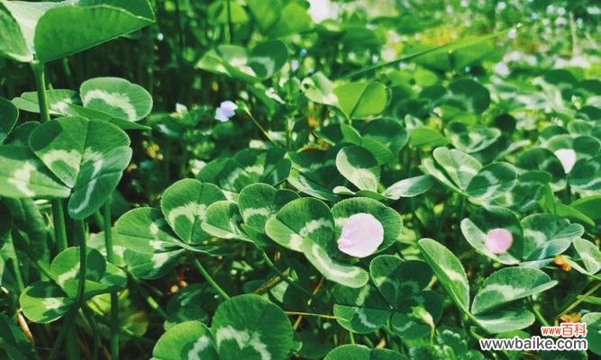 幸运与希望的代表——四叶草 四叶草的寓意与象征