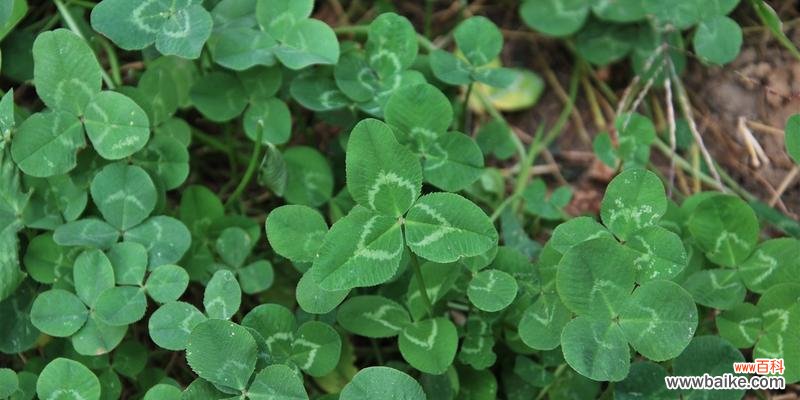 幸运与希望的代表——四叶草 四叶草的寓意与象征
